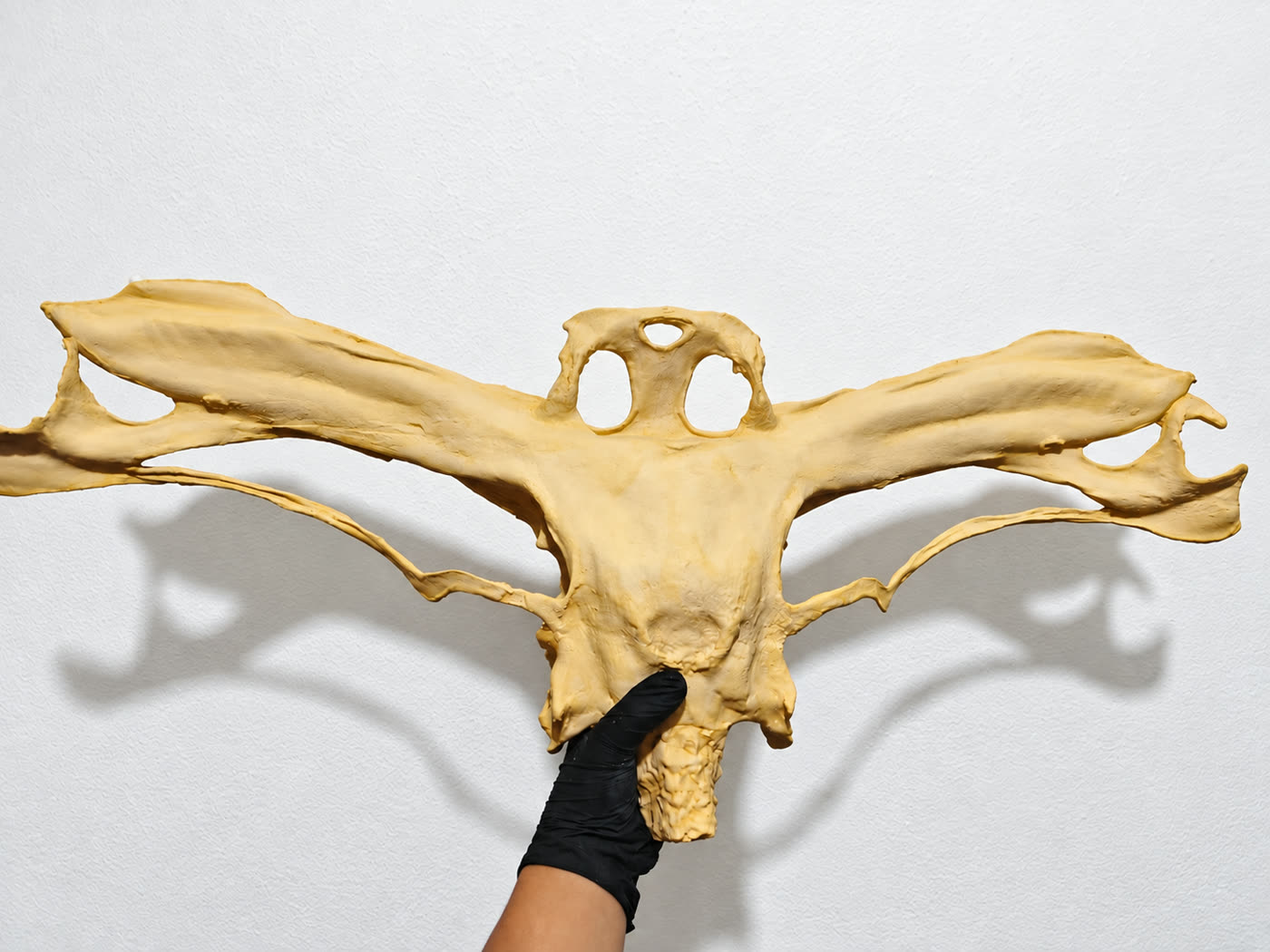 Réplica pintada do condrocrânio de tubarão-martelo-gigante, com a cabeça em forma de martelo aberta, segurada por uma mão de luva preta