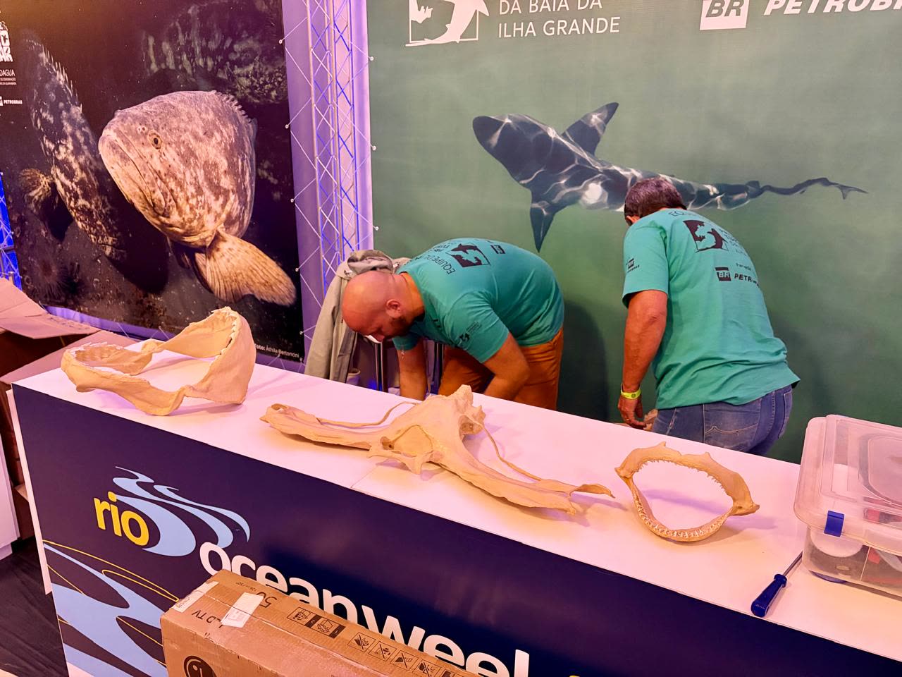 As três réplicas de tubarão sobre o balcão do estande do Projeto Tubarões da Baía da Ilha Grande, enquanto a equipe monta a exposição