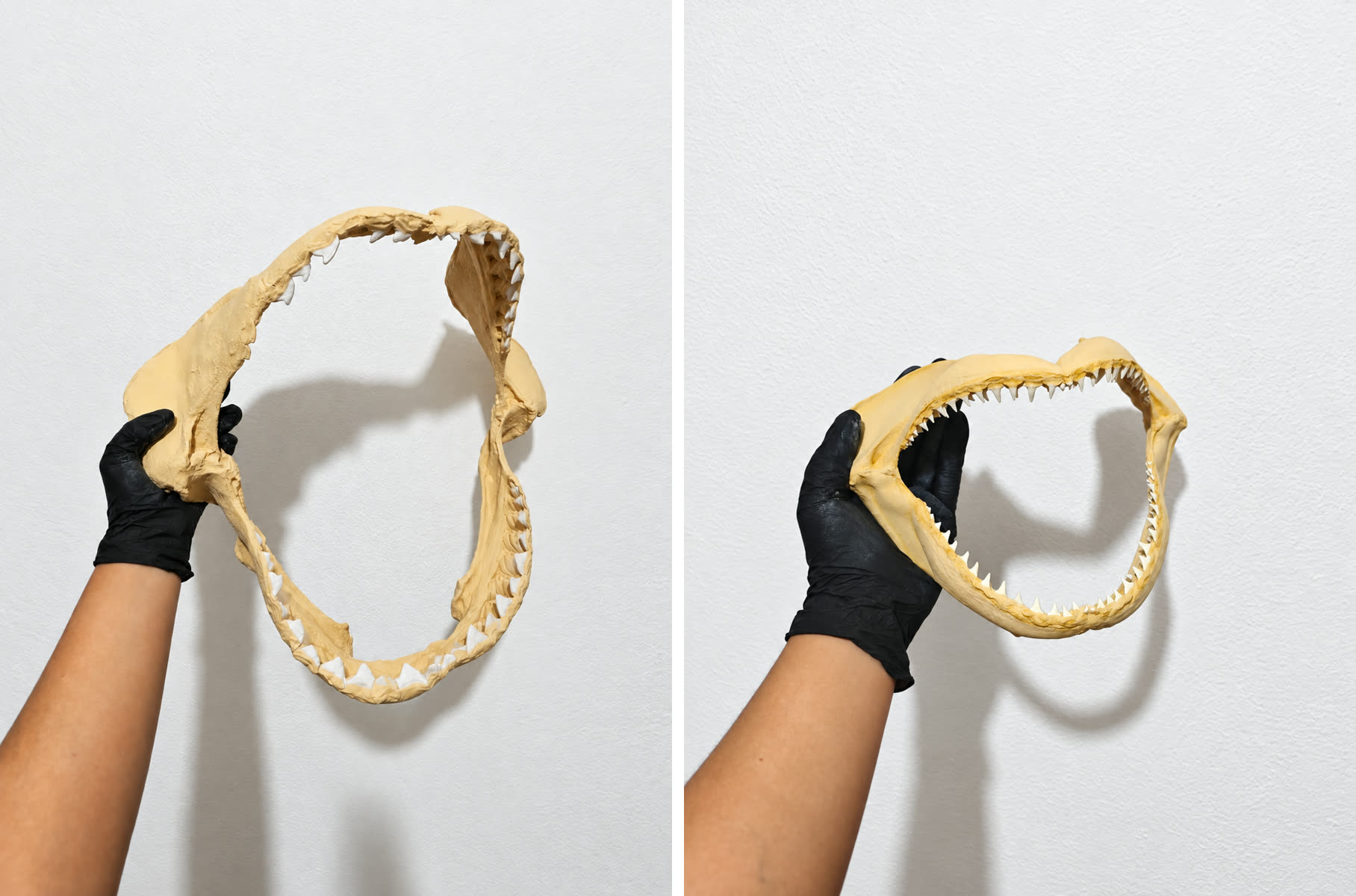 Lado a lado, as réplicas pintadas em tom creme das mandíbulas de tubarão-tigre, com dentes serrilhados largos, e de tubarão-galha-preta, menor e com dentes finos e pontiagudos